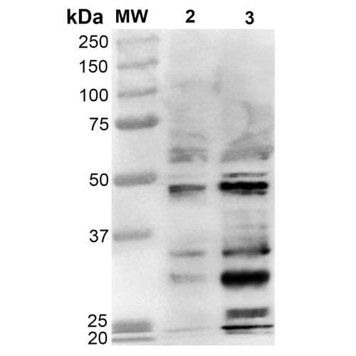 Dibromo-tyrosine Antibody (clone 9F12, APC)