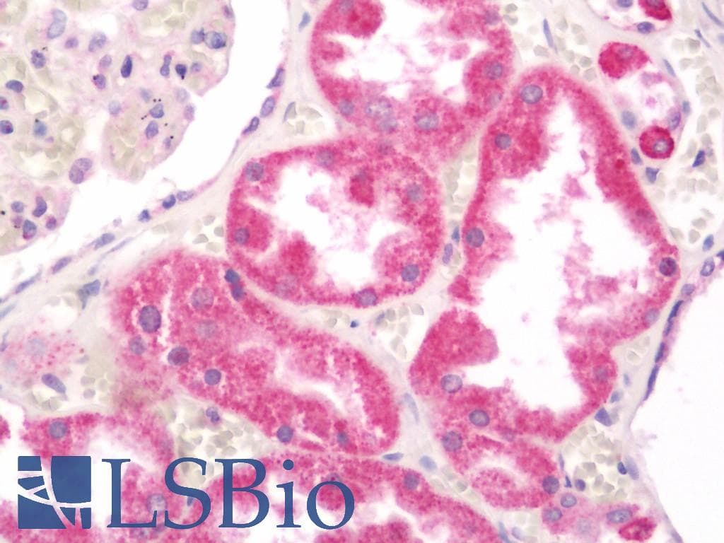 IHC-plus™ VEZT / Verzatin Antibody