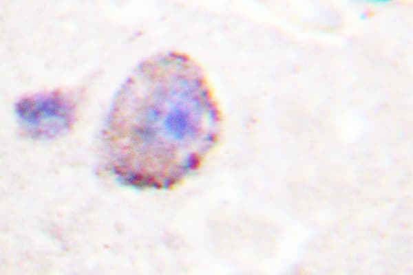 PLCB3 Antibody (Asp1099)