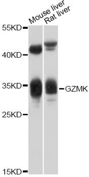 Polyclonal Rabbit anti-Human GZMK / Granzyme K Antibody (WB)
