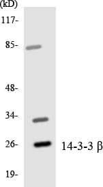 YWHAB / 14-3-3 Beta Antibody (aa20-69)