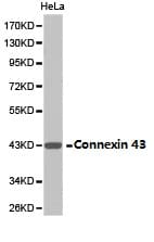 GJA1 / CX43 / Connexin 43 Antibody