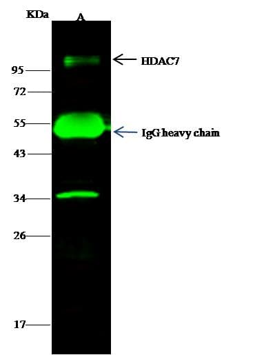 HDAC7 Antibody (Preservative Free)