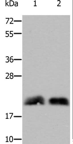 RHOB Antibody