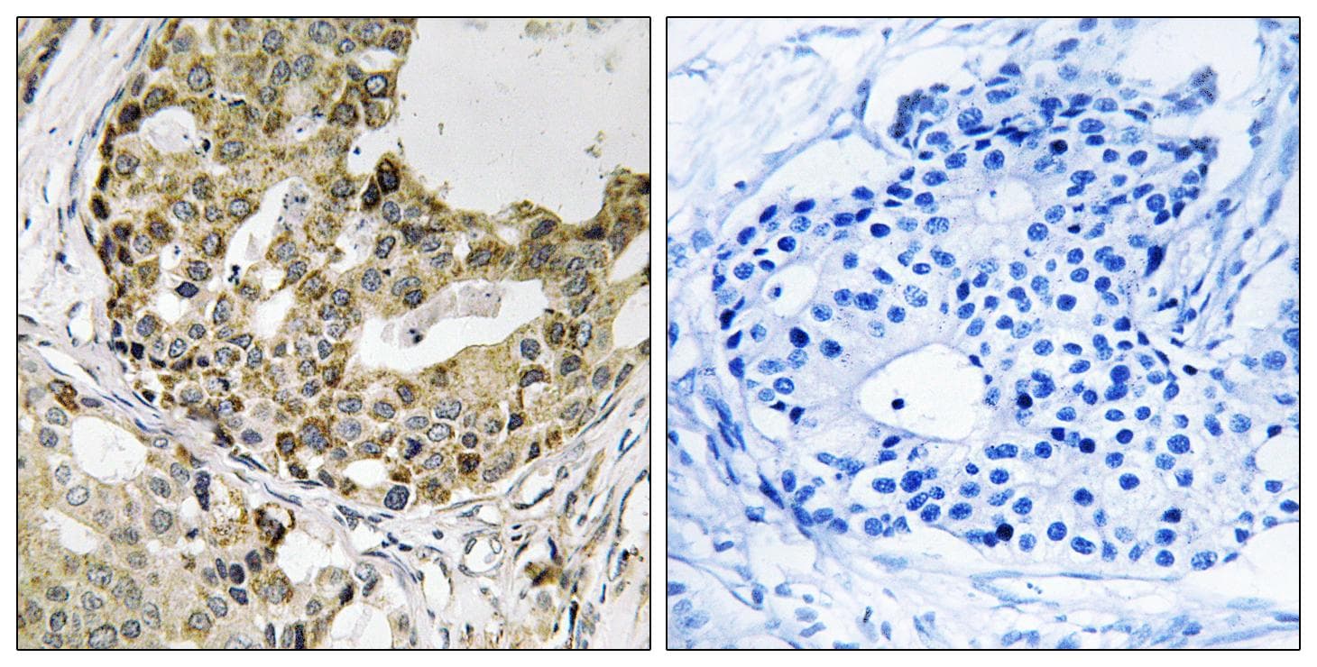 Polyclonal Rabbit anti-Human NXPH1 Antibody (IHC, WB)
