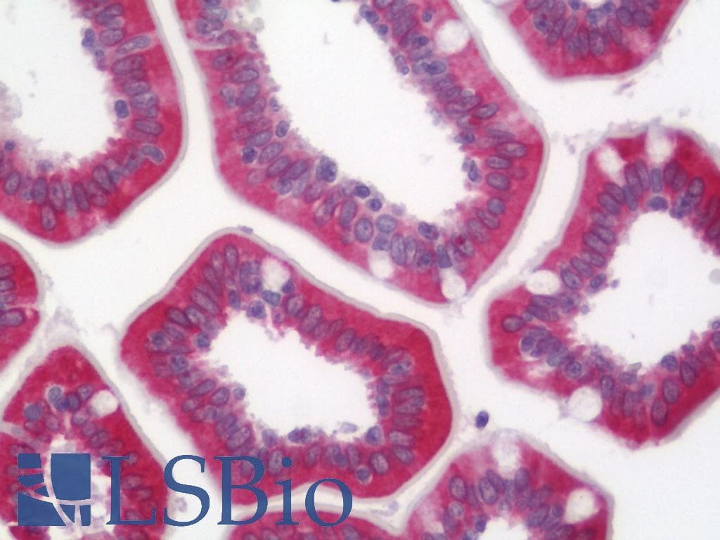 IHC-plus™ CYP2C9 / Cytochrome P450 2C9 Antibody (clone 2C8)