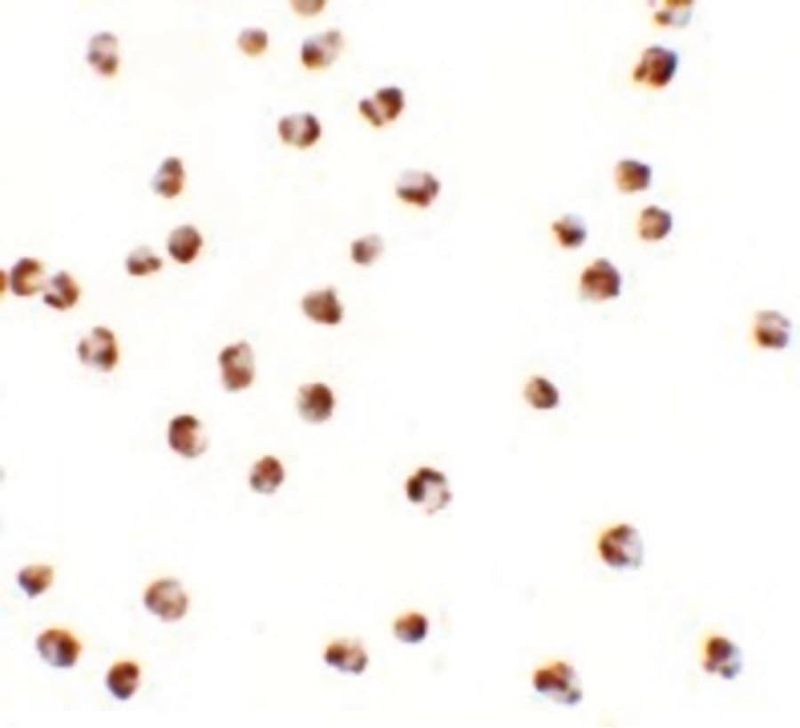 IHC-plus™ YPEL3 Antibody