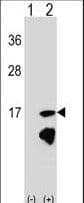ERH Antibody (aa1-30)