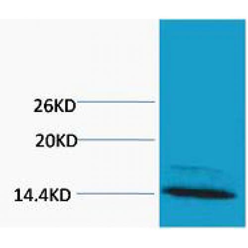 Polyclonal Rabbit anti-Human Histone H4 Antibody (WB)