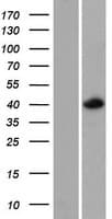 MESP2 Protein (Over-Expression Lysate Myc-DDK (Flag))
