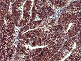 CD44 Antibody (clone OTI1D8)