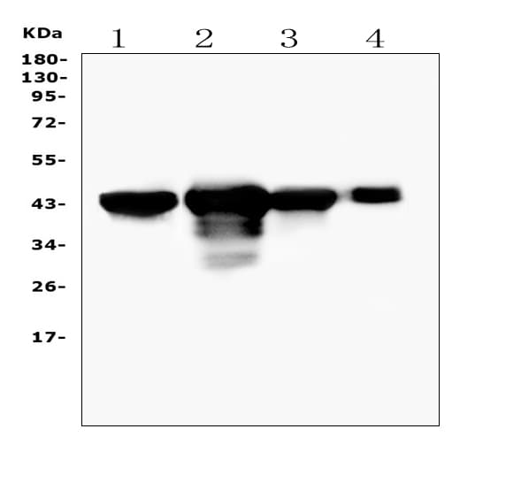 PON1 / ESA Antibody