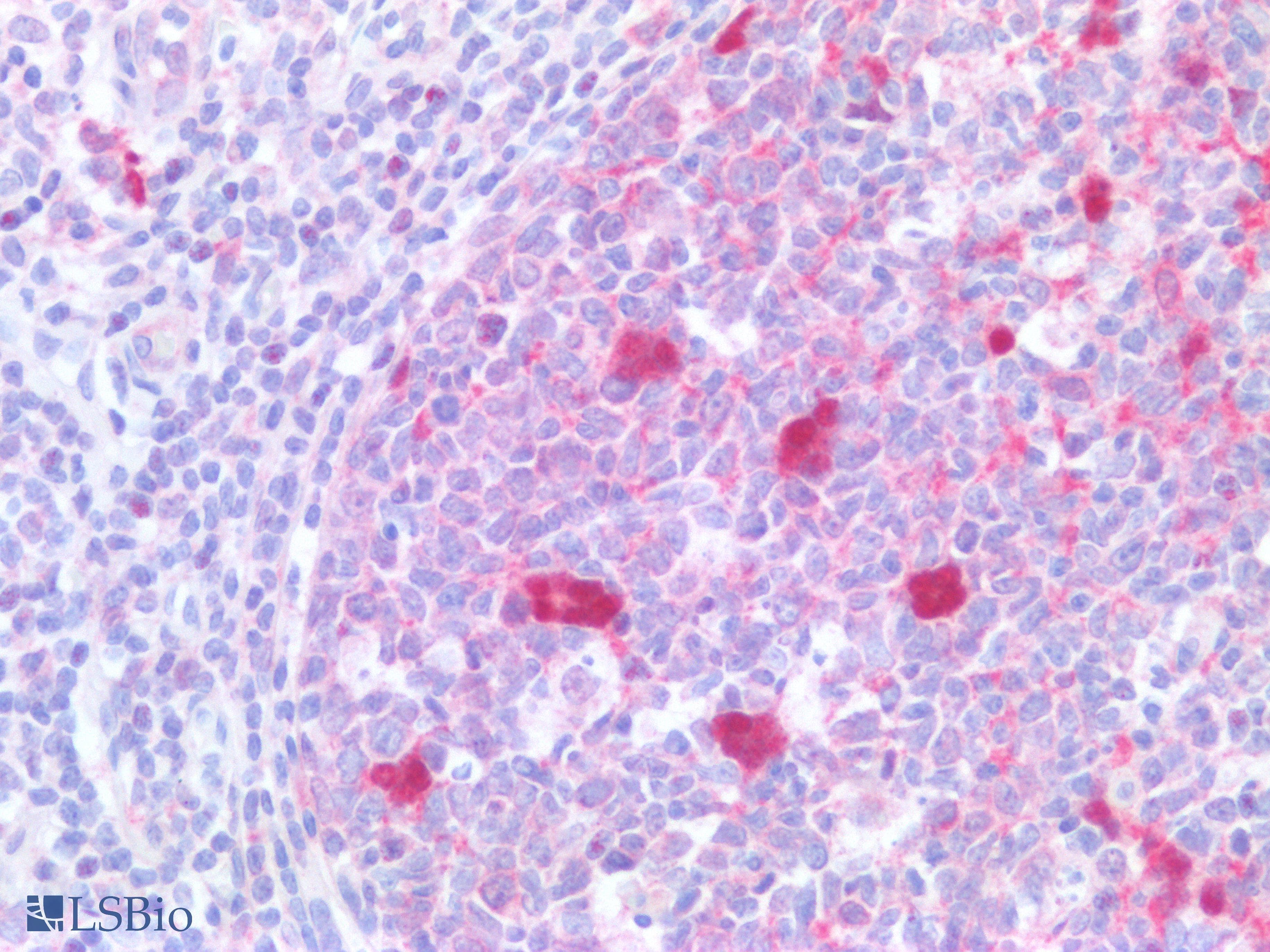 PathPlus™ RELB Antibody (clone 1684CT450.20.25)