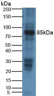AOC1 Antibody (aa176-328)