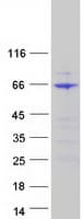Human FUBP3 Protein (Recombinant Myc-DDK (Flag))