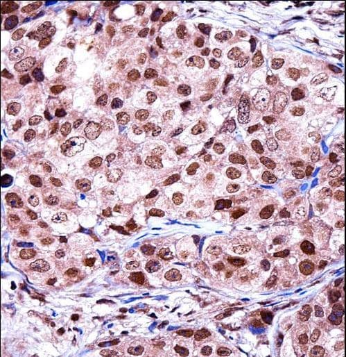 TERF2IP / RAP1 Antibody (aa349-378)