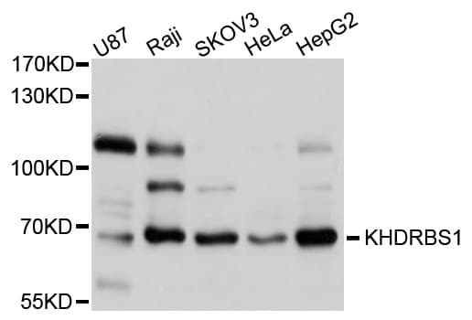 KHDRBS1 / SAM68 Antibody