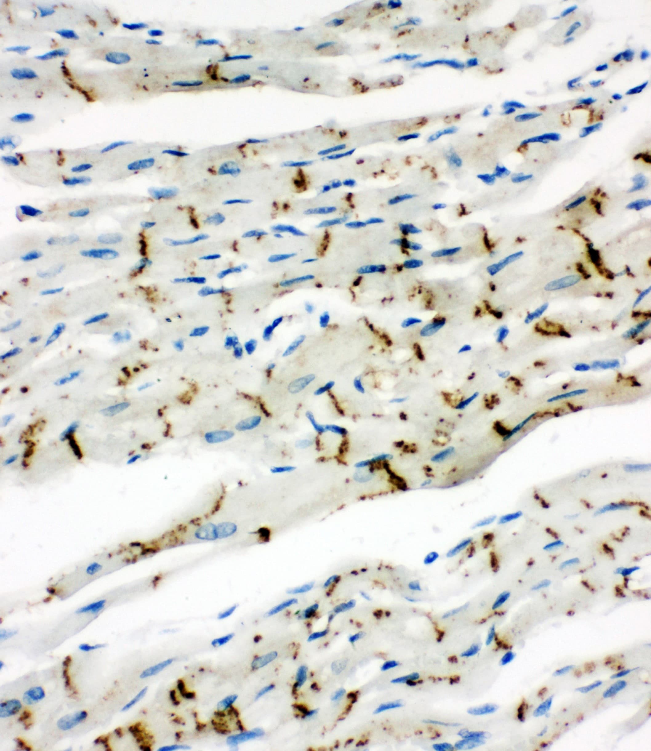 GJA1 / CX43 / Connexin 43 Antibody (aa351-367)
