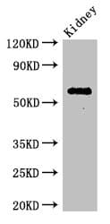 C6orf10 Antibody