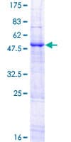 Human APOBEC3B Protein (Recombinant GST)