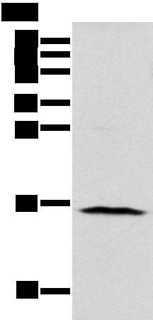 NUDT10 Antibody