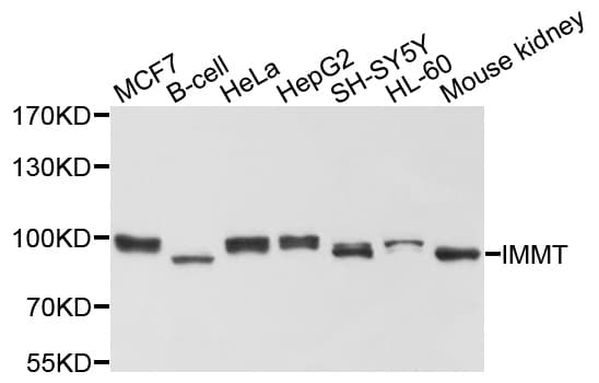 IMMT / Mitofilin Antibody
