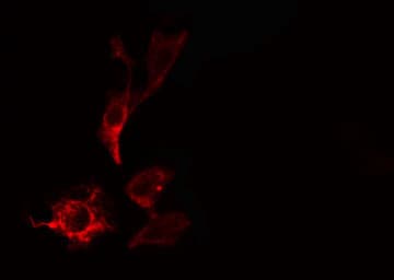 PITPNB Antibody