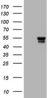 Vimentin Antibody (clone OTI1D3)