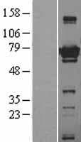 Human Apg7 / ATG7 Protein (Over-Expression Lysate Myc-DDK (Flag))