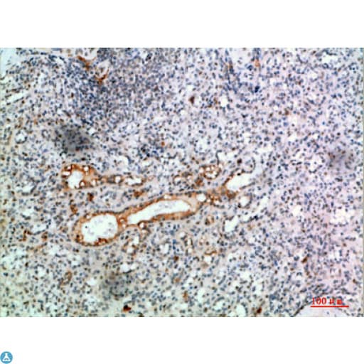 Polyclonal Rabbit anti-Human TRIM69 / Trif Antibody (WB)