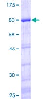 Human YBX1 / YB1 Protein (Recombinant GST)