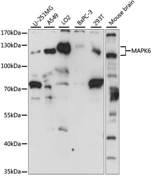 MAPK6 / ERK3 Antibody