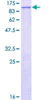 Human NCKIPSD / AF3P21 Protein (Recombinant GST)