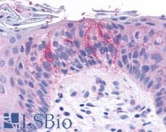 PathPlus™ TAS1R2 / T1R2 Antibody (N-Terminus)