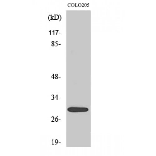 MRPL9 Antibody (180-260 aa, C-terminal)