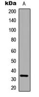 CNN2 Antibody (Internal)