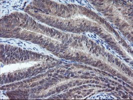 VBP1 Antibody (clone OTI1G3)