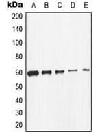SRC Antibody (C-Terminus)
