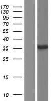 RSRP1 Protein (Over-Expression Lysate Myc-DDK (Flag))