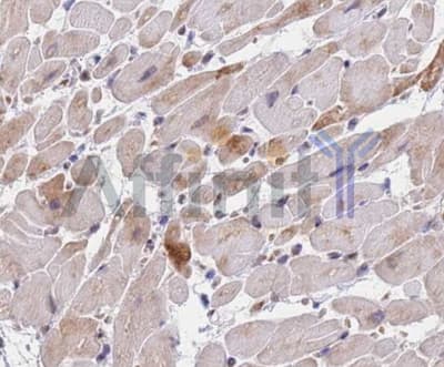 SMAD9 Antibody