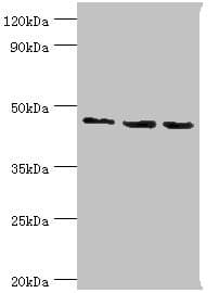 RBBP7 / RbAp46 Antibody (aa1-230)