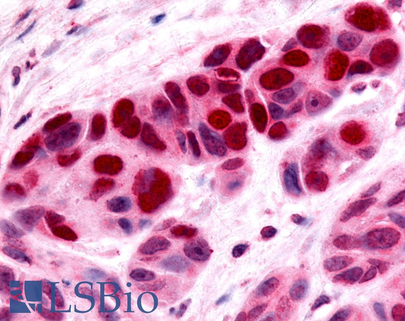 PathPlus™ Nor-1 / NR4A3 Antibody (C-Terminus)