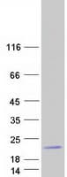 Human LCE3A Protein (Recombinant Myc-DDK (Flag))