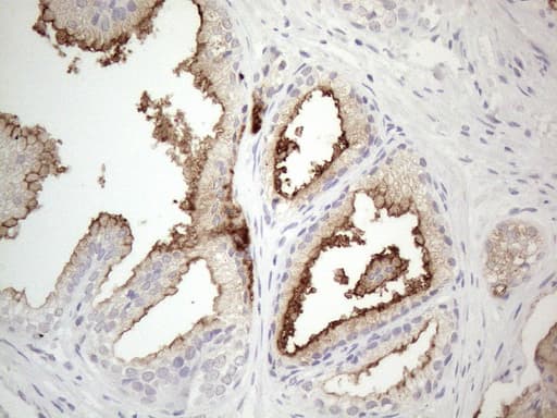 NPPB / BNP Antibody (aa27-102, clone OTI11G4)