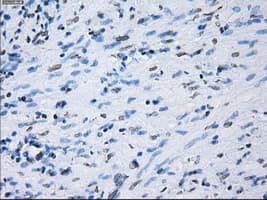 PSMA7 Antibody (clone OTI8F9)