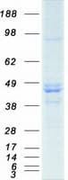 Human NF45 / ILF2 Protein (Recombinant Myc-DDK (Flag))