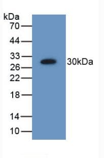 PSMD9 / 26S Proteasome Antibody (aa2-223, Biotin)