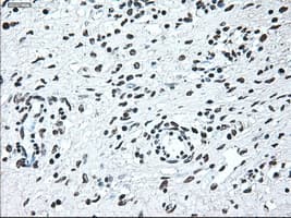 IRF3 Antibody (clone OTI5D2)