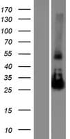 NAA11 / ARD1B Protein (Over-Expression Lysate Myc-DDK (Flag))