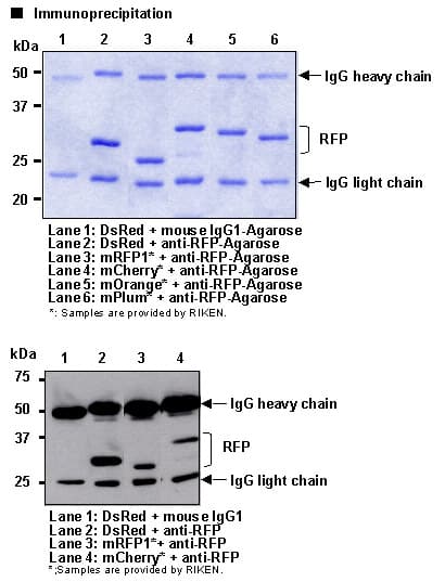 RFP / Red Fluorescent Protein Antibody (clone 3G5)